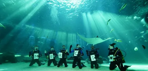 Nausicaá : le spectaculaire hommage des plongeurs "à tous ceux qui...