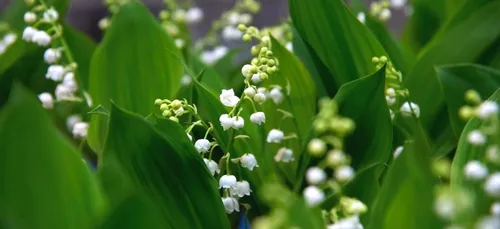 Les fleuristes finalement autorisés à vendre du muguet le 1er mai,...