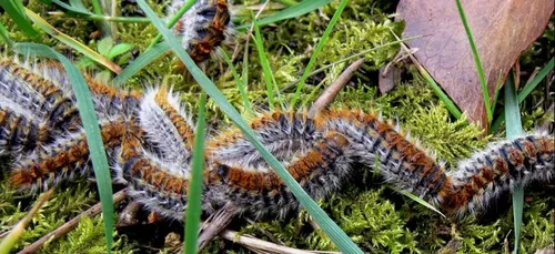 Attention, les chenilles processionnaires sont de retour en Picardie