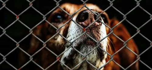 Plus de 9500 infractions liées à des mauvais traitements envers les...