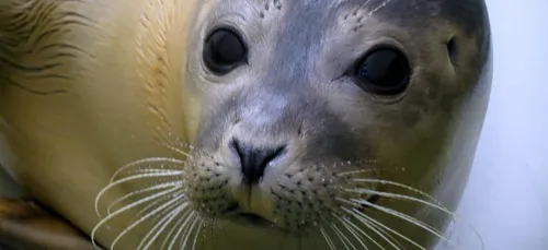 Ne vous approchez pas trop des phoques en Baie de Somme