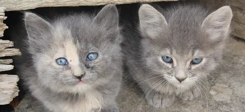Actes de cruauté sur des chatons à Reims : un couple condamné