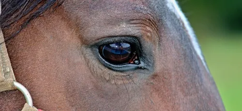 Jument mutilée à Noordpeene : un appel à témoins lancé par la...