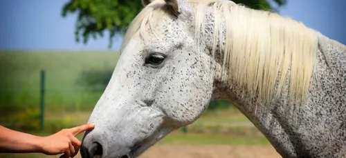 Oise : une jument retrouvée mutilée près de Chantilly