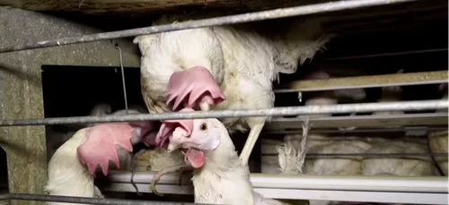 Un élevage de poules de Chambly dénoncé par L214