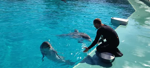 La mort d'un dauphin &agrave; Plan&egrave;te Sauvage