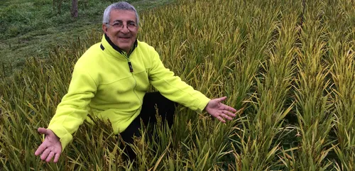 Premi&egrave;re r&eacute;colte de riz en Bretagne