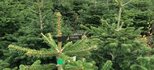 Un sapin de No&euml;l "label rouge" produit en Bretagne