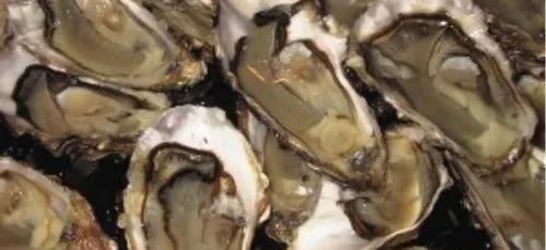 Plus de 11 tonnes de coquilles d'huitres collect&eacute;es aux...