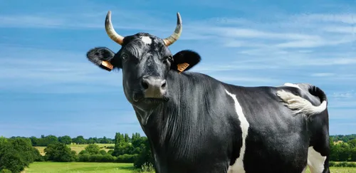 Fine, l'&eacute;g&eacute;rie de Pless&eacute; du Salon de...