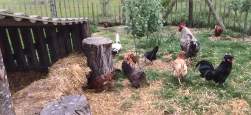 La ville de Rez&eacute; propose d'adopter des poules pour...
