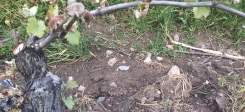Les vignes de Savennières détruites par le gel