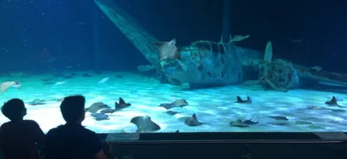 Id&eacute;e de sortie cette semaine : l'oc&eacute;arium du Croisic