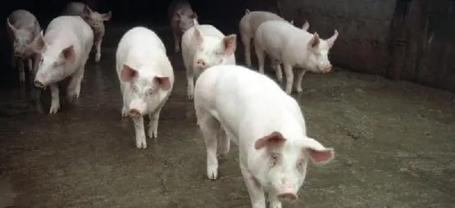 Stop à la baisse du prix du porc !