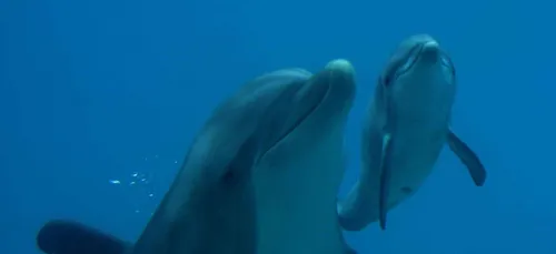 Planète Sauvage attaque One Voice