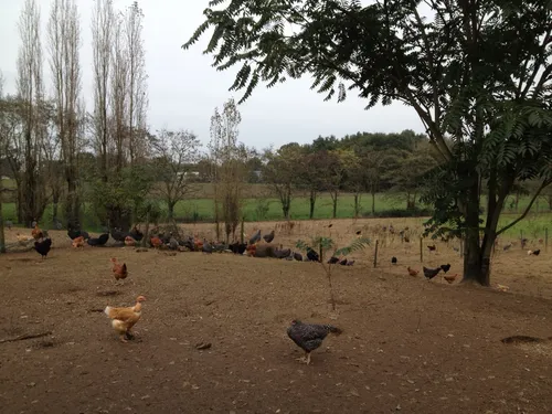 Grippe aviaire : 477 communes du littoral breton en risque élevé