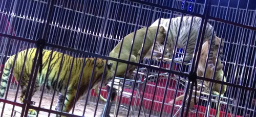 Cirque : soirée spéciale Hit West ce soir