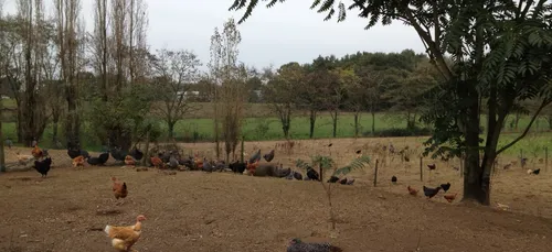 Finalement pas de grippe aviaire en Vendée