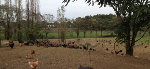 Risque élevé de grippe aviaire en France