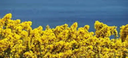 L'ajonc symbole breton