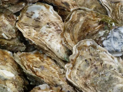 Collecte de coquilles d'huîtres aux Herbiers