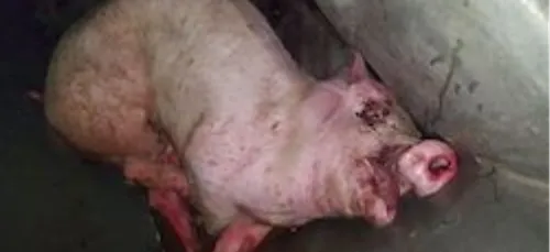 Un cochon à l'agonie en Loire-Atlantique