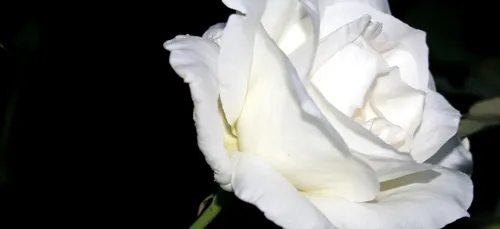 Deux hommages pour le petit David