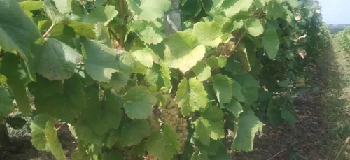 Un vin haut de gamme baptisé le Champtoceaux