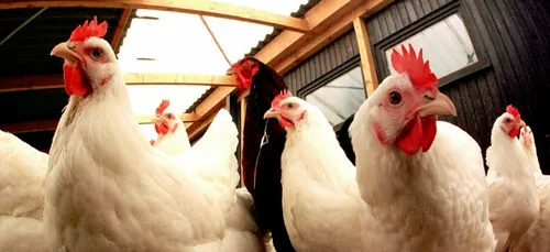 Grippe aviaire : mesures levées autour de Vair sur Loire