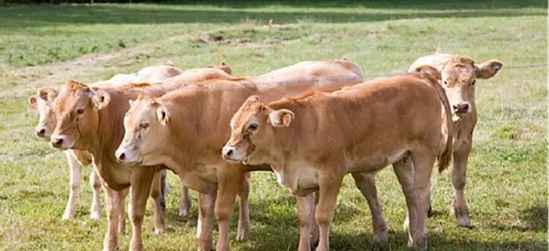 Les éleveurs de Commana (29) inquiets et en colère