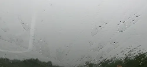 Tempête Marcel : dauphins échoués sur les plages