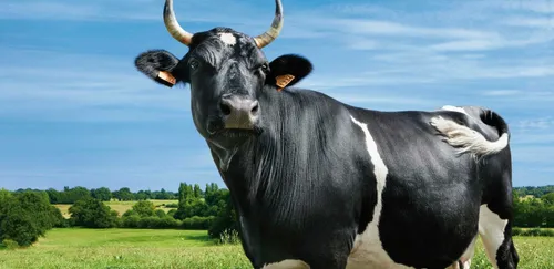 Fine : égérie du SIA 2017