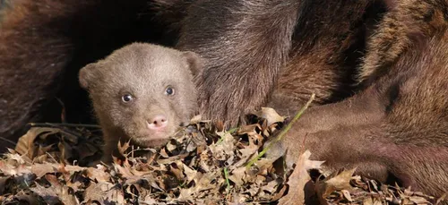 Un petit ourson à La Boissière-du-Doré