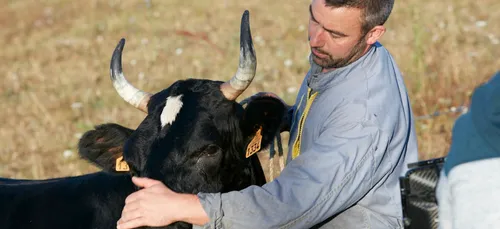 La vache, Fine, en route vers le Salon de l'Agriculture