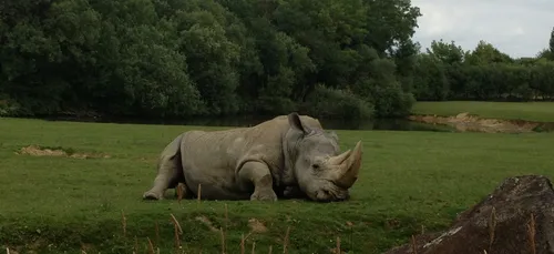 Planète Sauvage et le Bioparc protègent leurs rhinocéros