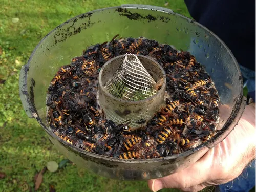 Lorient cherche à combattre efficacement le frelon asiatique