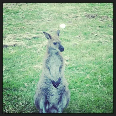Calanhel : le kangourou toujours en vadrouille