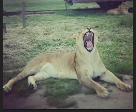 3 nouvelles lionnes au Zooparc de Trégomeur