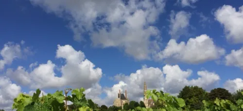 Coup de gel sur le vignoble nantais