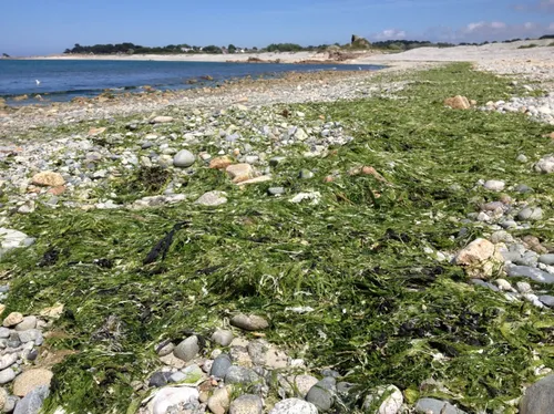 Algues vertes : le ramassage a déjà commencé en Bretagne