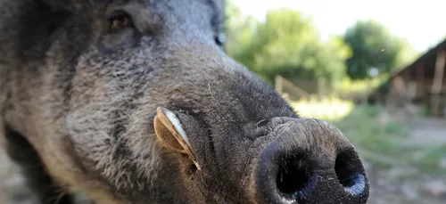 RN 137 fermée mardi pour une battue aux sangliers