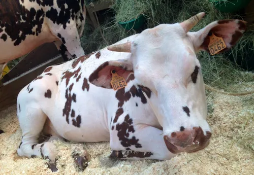 C'est parti pour la 16ème édition des Terralies à Saint-Brieuc