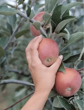 Un verger à partager à Saint-Brandan
