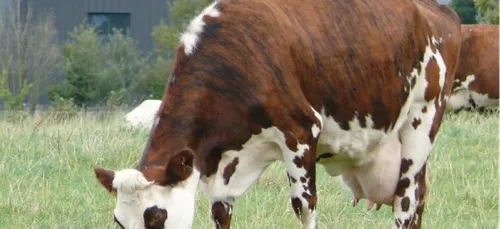 Les éleveurs ont bloqué le Leclerc du Poiré sur Vie en Vendée