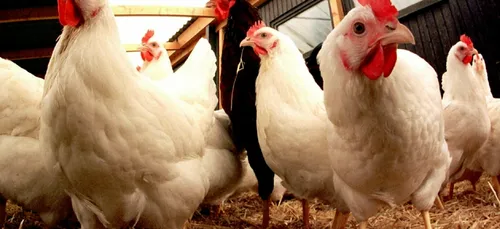 Pas de non conformité dans un élevage de poules de Vendée