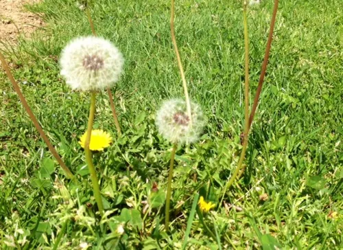Alerte rouge aux pollens : les conseils pour les personnes fragiles