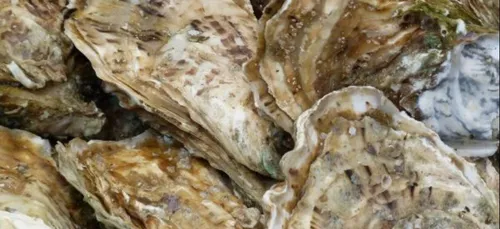 Pont-Aven : un risque de pollution pour les conchyliculteurs et les...