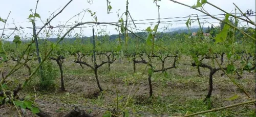 Le Sud-Vendée, le nord de la Loire-Atlantique en alerte sécheresse