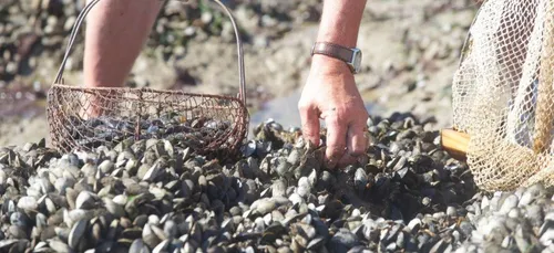 La pêche aux coquillages interdite de La Turballe à la Baie de...