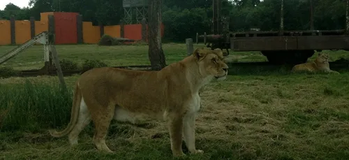 Une lionne se promènerait dans l'Ouest